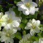 Wonderful Guernsey Cream Clematis Vine Unique Color Garden Plant