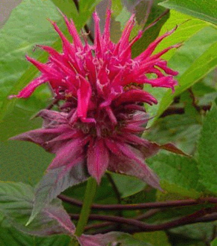 Wonderful Raspberry Wine Bee Balm Monarda Bright Red and Pink Garden Plant