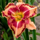 Wonderful Daylily Hemerocallis Rainbow Rhythm Lake of Fire Garden Plant