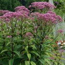 Wonderful Eupatorium Baby Joe Dwarf Joe Pye Weed Perennial Garden Plant