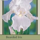 Wonderful Immortality Tall Bearded German Iris Garden Plant