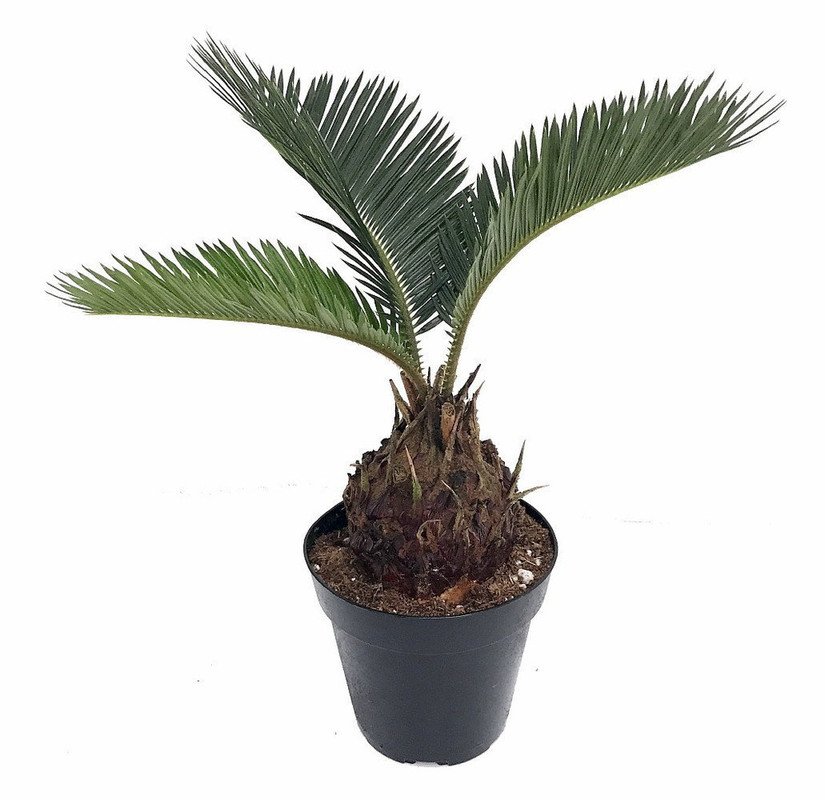 Wonderful Cyas revoluta Japanese Sago Palm Garden Plant