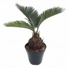 Wonderful Cyas revoluta Japanese Sago Palm Garden Plant