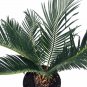 Wonderful Cyas revoluta Japanese Sago Palm Garden Plant