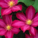 Wonderful Bourbon Clematis Vine Perennial Garden Plant