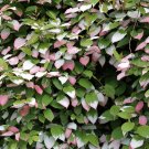 Wonderful Arctic Beauty Kolomikta Kiwi Garden Plant