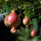Wonderful Dwarf Pomegranate Punica Garden Plant
