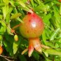 Wonderful Dwarf Pomegranate Punica Garden Plant