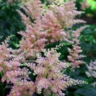 Wonderful Peach Blossom Astilbe Warm Peachy Pink Garden Plant
