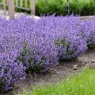 Wonderful Nepeta Cats Pajamas Catmint Perennial Garden Plant
