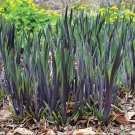 Wonderful Purple Flame Blue Flag Iris Perennial versicolor Garden Plant