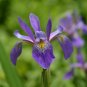 Wonderful Purple Flame Blue Flag Iris Perennial versicolor Garden Plant