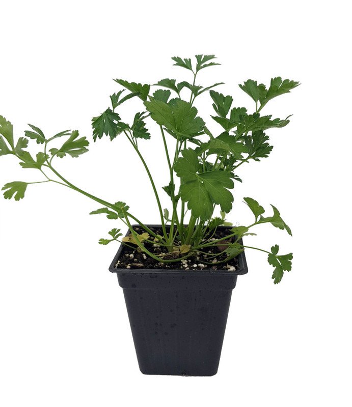 Wonderful Flat Leaf Italian Parsley Garden Plant