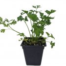 Wonderful Flat Leaf Italian Parsley Garden Plant