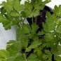 Wonderful Flat Leaf Italian Parsley Garden Plant
