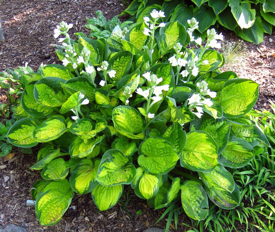Wonderful Rainforest Sunrise Hosta Garden Plant