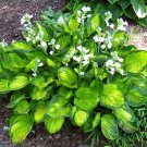 Wonderful Rainforest Sunrise Hosta Garden Plant