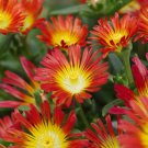 Wonderful Fire Wonder Ice Delosperma Garden Plant