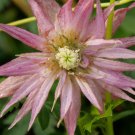 Wonderful Pink Clematis Garden Plant