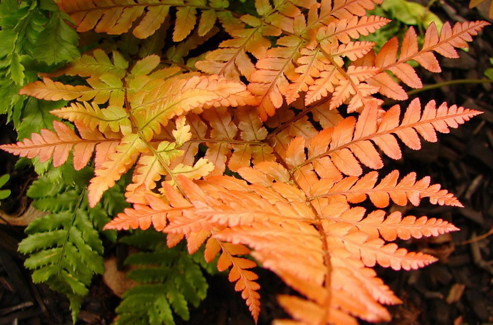 Wonderful Dryopteris erythrosora Brilliance Autumn Fern Garden Plant