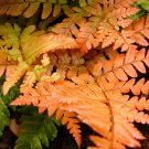 Wonderful Dryopteris erythrosora Brilliance Autumn Fern Garden Plant