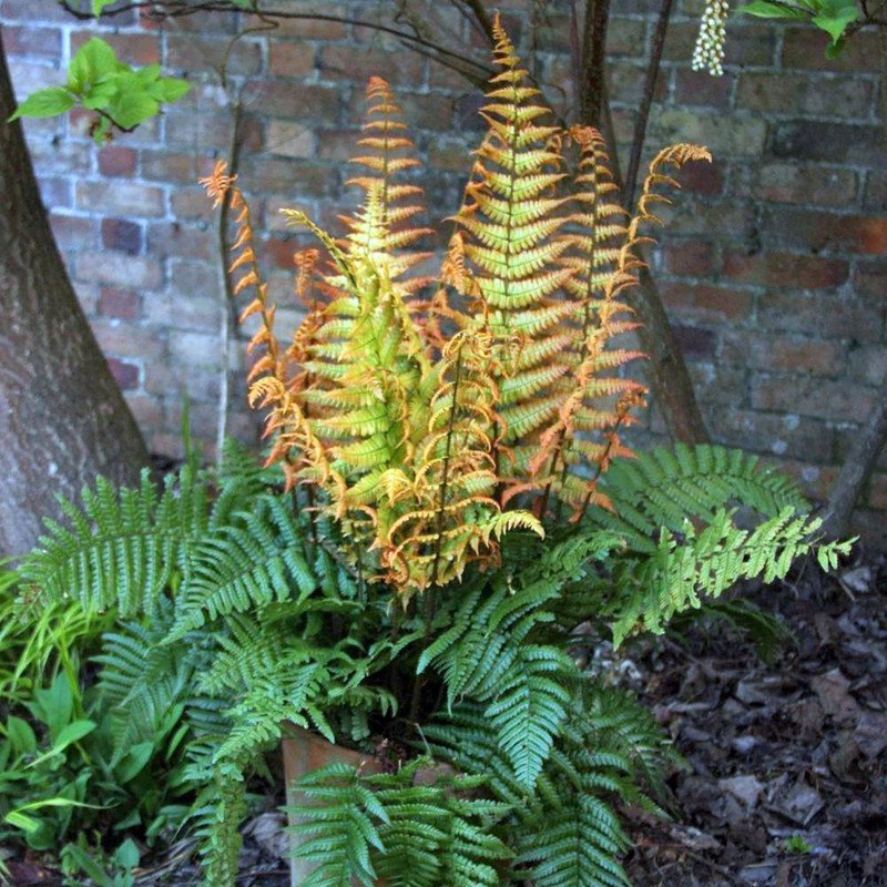 Wonderful Dryopteris wallichiana Jurassic Gold Wood Fern Garden Plant