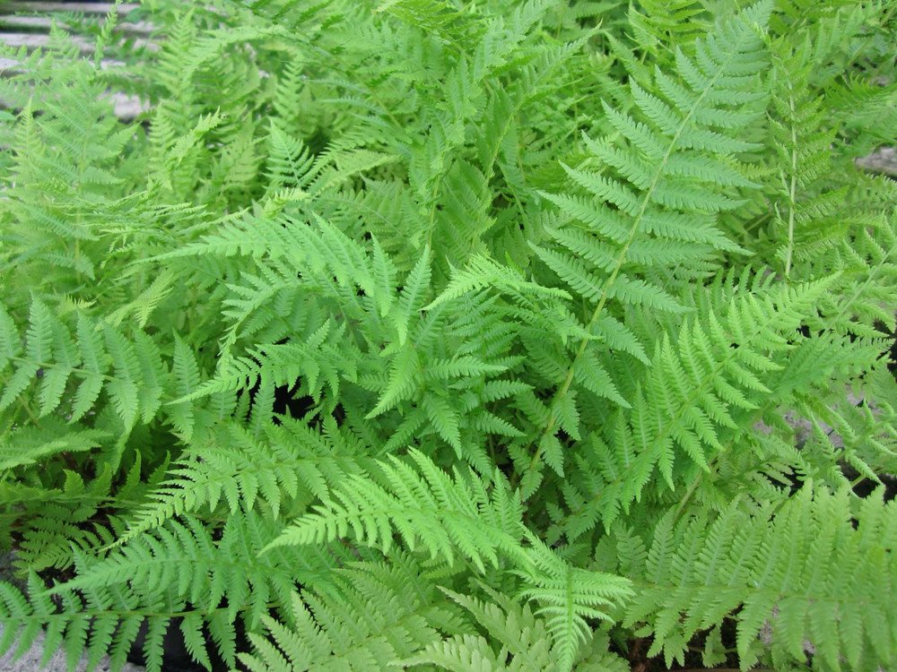 Wonderful Athyrium filix femina Hardy Lady Fern Garden Plant