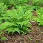 Wonderful Athyrium filix femina Hardy Lady Fern Garden Plant