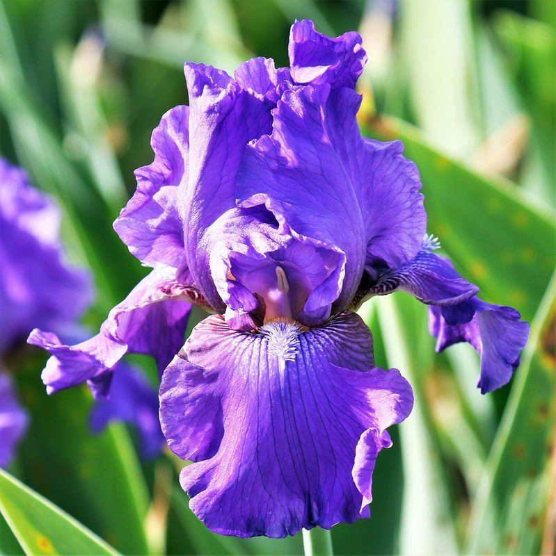 Wonderful His Royal Highness Bearded Iris Garden Plant