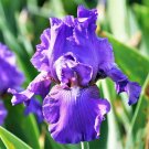 Wonderful His Royal Highness Bearded Iris Garden Plant