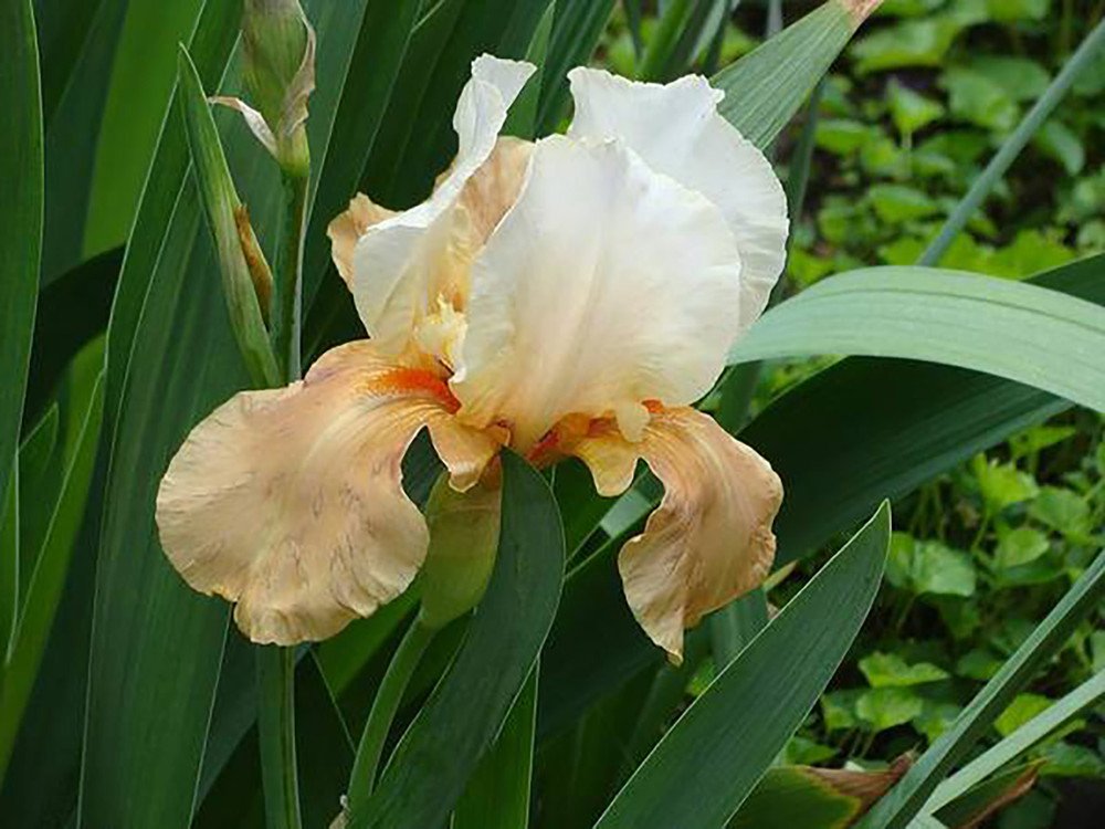 Wonderful Invitation Bearded Iris Garden Plant