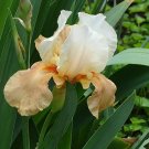 Wonderful Invitation Bearded Iris Garden Plant