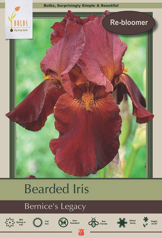 Wonderful Bernices Legacy Bearded Iris Garden Plant