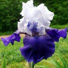 Wonderful Best Bet Tall Bearded German Iris Garden Plant