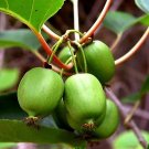 Wonderful Issai Kiwi Vine Self Fruitful Female Variety Garden Plant