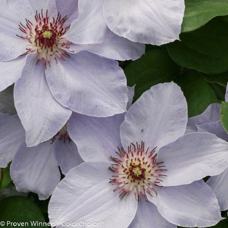Wonderful Still Waters Clematis Garden Plant