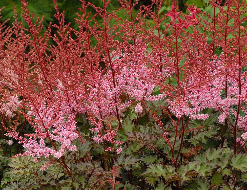 Wonderful False Spirea Delft Lace Astilbe Garden Plant