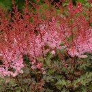 Wonderful False Spirea Delft Lace Astilbe Garden Plant