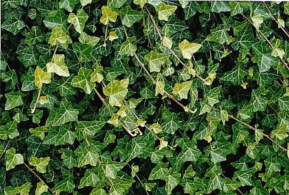 Wonderful Hirts Baltic English Ivy 48 Garden Plant