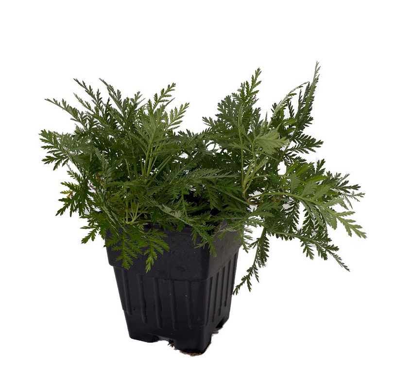 Wonderful Artemisia gmelinii Olympia Perennial Garden Plant