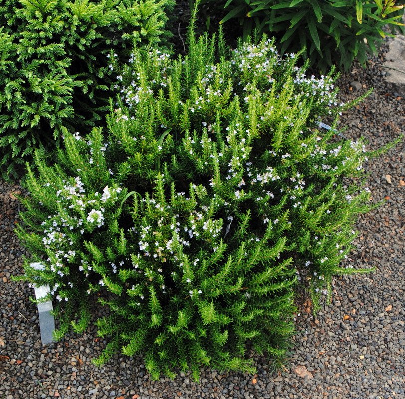 Wonderful Baby PJ Rosemary Garden Plant