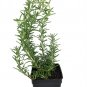 Wonderful Baby PJ Rosemary Garden Plant