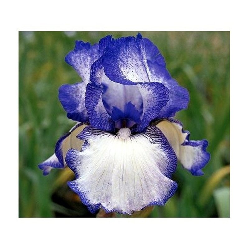 Wonderful Hemstitched Bearded German Iris Garden Plant