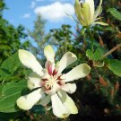 Wonderful Calycanthus Venus Sweetshrub Garden Plant