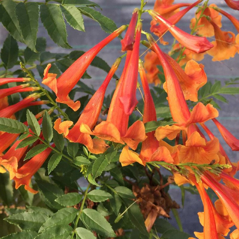 Wonderful Tecoma fulva Chicklet Orange Trumpet Bush Garden Plant