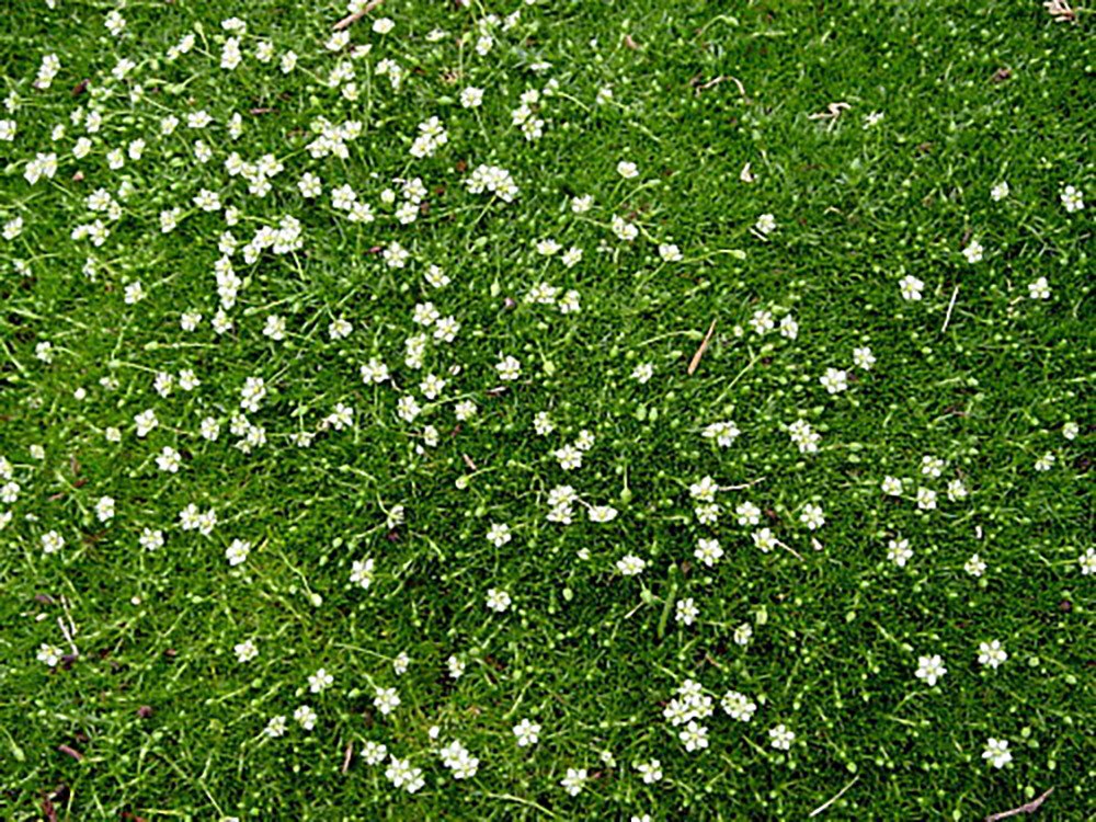 Irish Moss "Sagina Subulata" 100 Seeds