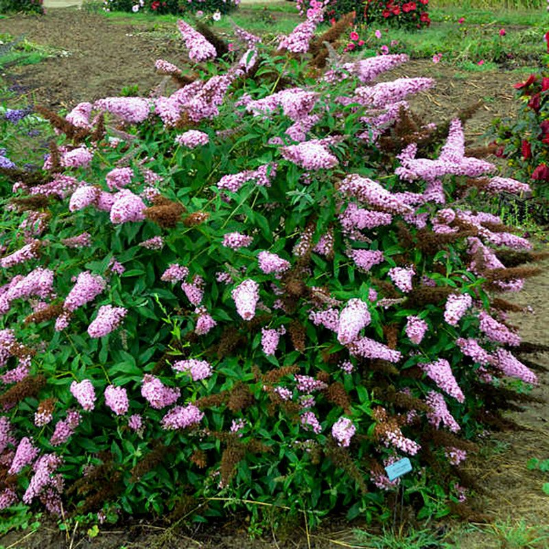 Wonderful Princess Pink Butterfly Bush Garden Plant