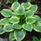 Wonderful Wide Brim Hosta Garden Plant