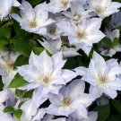Wonderful Pale Lavender Boulevard Tranquilite Clematis Vine Compact Habit Garden Plant