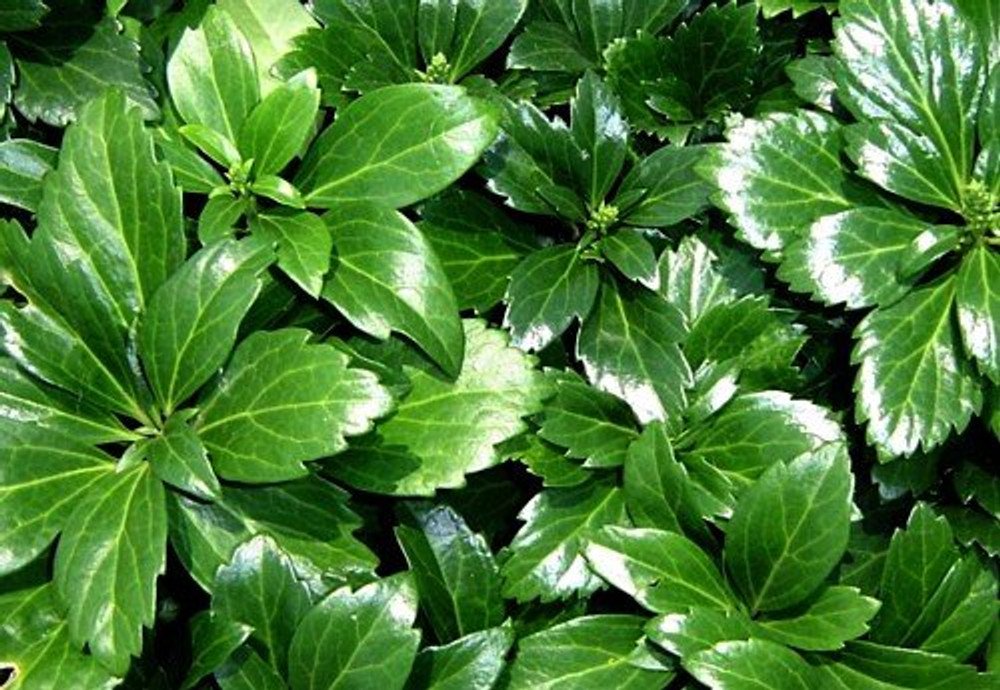 Wonderful Pachysandra Japanese Spurge 48 Garden Plant